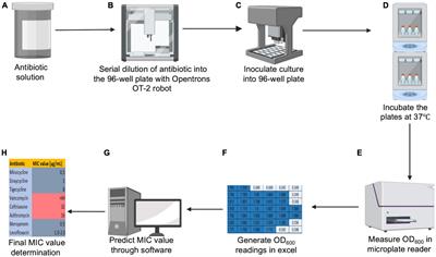 Development of a high-throughput minimum inhibitory concentration (HT-MIC) testing workflow